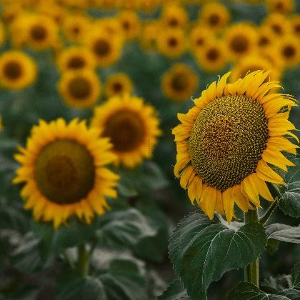 太阳太阴同宫好吗,太阳星在辰、巳、午宫的特点